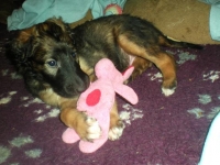 Valparna drygt 5 veckor