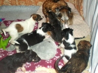 Valparna drygt 5 veckor