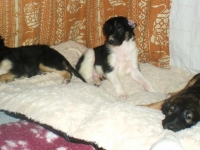 Valparna drygt 5 veckor