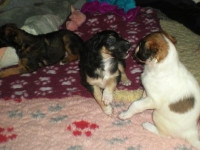 Valparna drygt 5 veckor