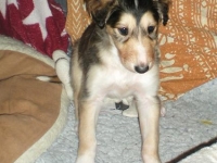 Valparna drygt 5 veckor