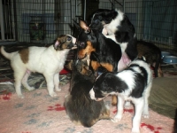 Valparna drygt 5 veckor