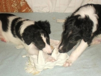 Valparna drygt 6 veckor