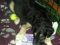 Valparna drygt 6 veckor