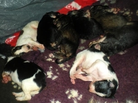 Valparna nästan 2 veckor