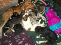 Valparna nästan 5 veckor