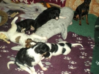 Valparna nästan 5 veckor