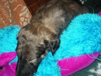 Valparna nästan 5 veckor