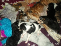 Valparna nästan 5 veckor