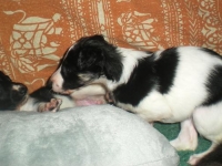 Valparna nästan 5 veckor