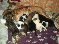 Valparna nästan 5 veckor