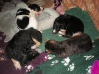 Valparna nästan 5 veckor