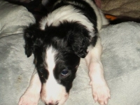 Valparna nästan 5 veckor