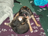 Valparna nästan 5 veckor