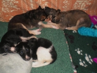 Valparna nästan 5 veckor