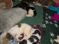 Valparna nästan 5 veckor