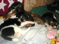 Valparna nästan 5 veckor