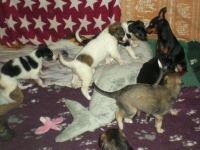 Valparna nästan 5 veckor