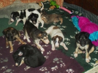 Valparna nästan 5 veckor