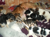 Valparna nästan 5 veckor