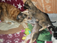 Valparna nästan 6 veckor