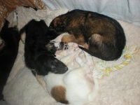 Valparna nästan 6 veckor