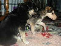 Valparna nästan 6 veckor