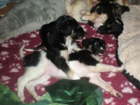 Valparna nästan 6 veckor