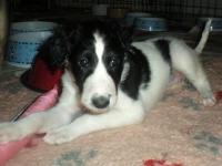 Valparna nästan 6 veckor