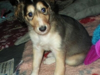 Valparna nästan 6 veckor