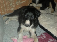 Valparna nästan 6 veckor