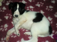 Valparna nästan 6 veckor