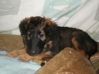 Valparna nästan 6 veckor