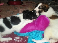 Valparna nästan 6 veckor