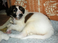 Valparna nästan 6 veckor