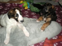 Valparna nästan 6 veckor