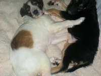 Valparna nästan 6 veckor