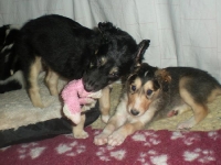 Valparna nästan 6 veckor