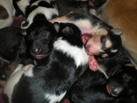 valparna nästan en vecka