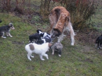 Valparna nästan 6 veckor