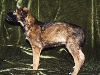 Valparna 7 veckor Hades