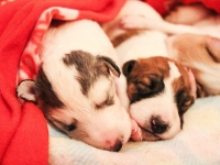 Valparna drygt 2 veckor