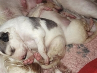 Valparna drygt 2 veckor