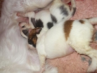 Valparna drygt 2 veckor