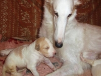 Valparna drygt 2 veckor