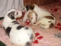 Valparna drygt 2 veckor