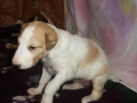 Valparna drygt 3 veckor