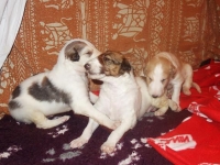 Valparna drygt 3 veckor