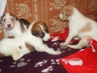 Valparna drygt 3 veckor