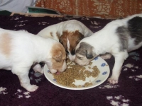 Valparna drygt 3 veckor